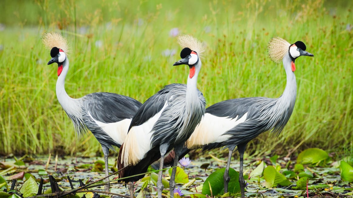 Uganda Crested Crane