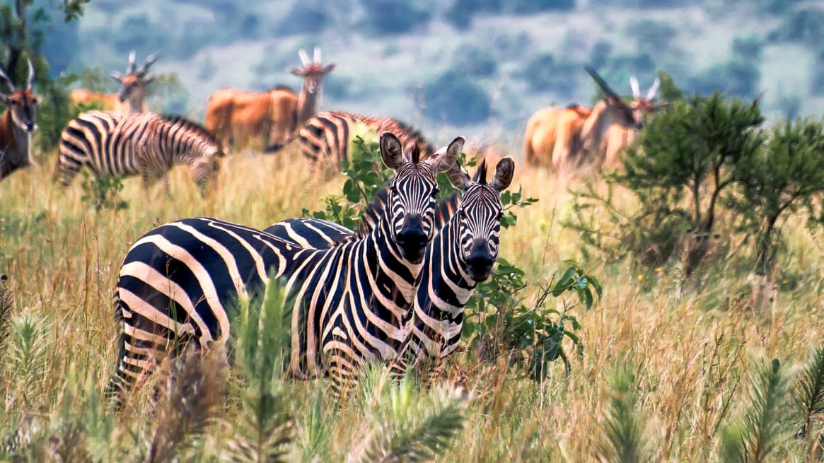 Rwanda Zebras