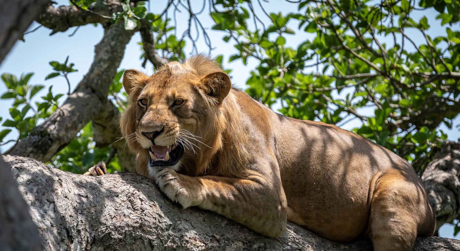 Uganda tree-climbing lion