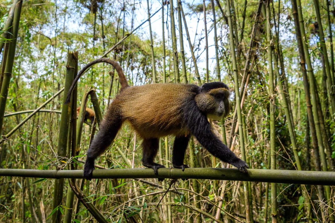 Rwanda monkey